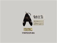 藏品(環紋碩斑蛾)的圖片